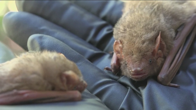 2 foxes, bat, skunk test positive for rabies in Hays County — KVUE (Austin), New Braunfels Community news