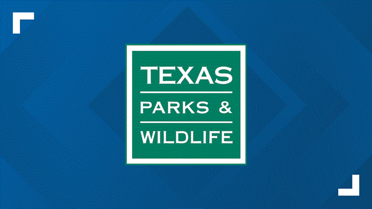 New World Screwworm detected on animal hide in Pecos County — KVUE (Austin), New Braunfels Community news